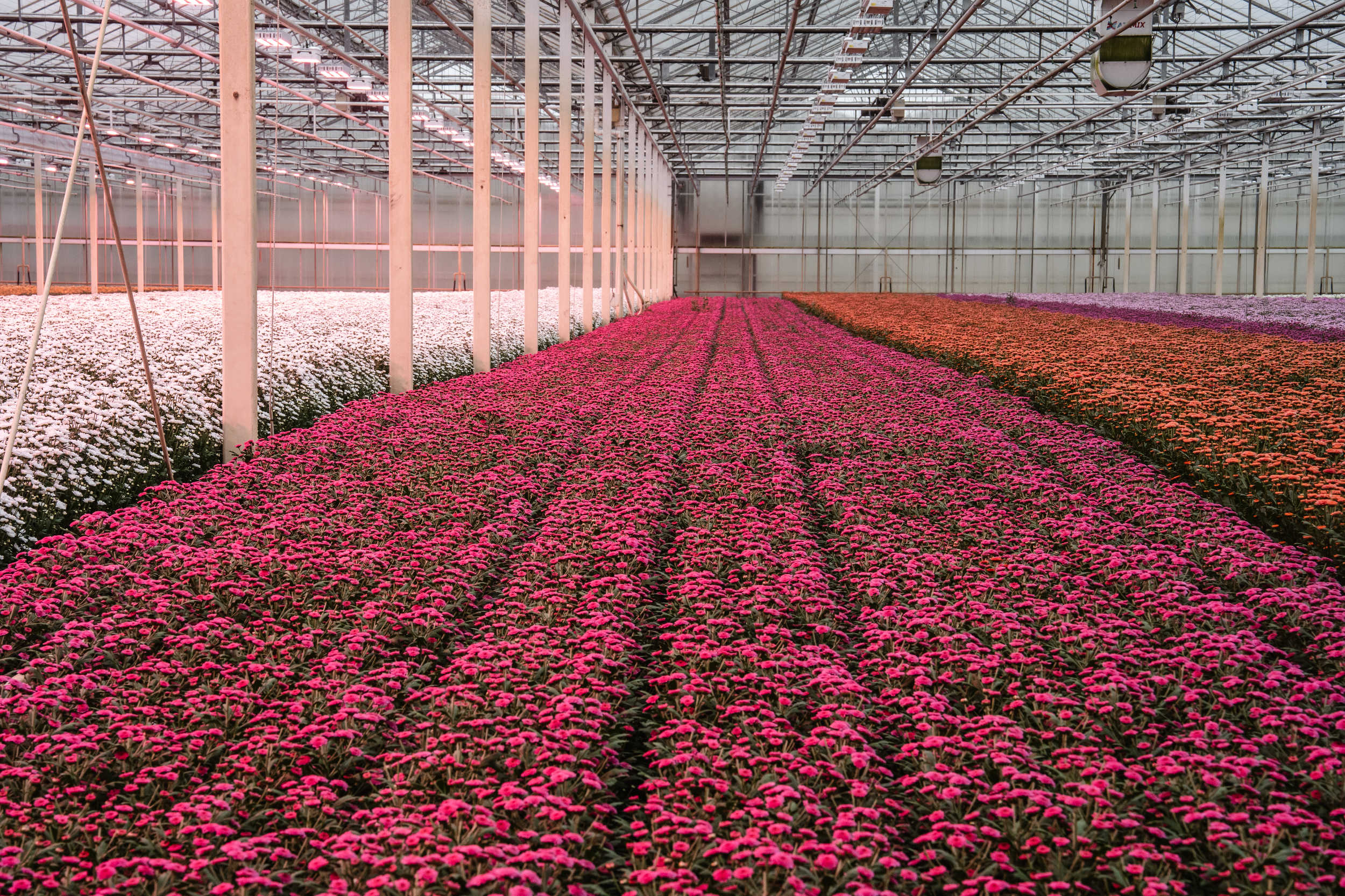 Glastuinbouw_Enova_roze